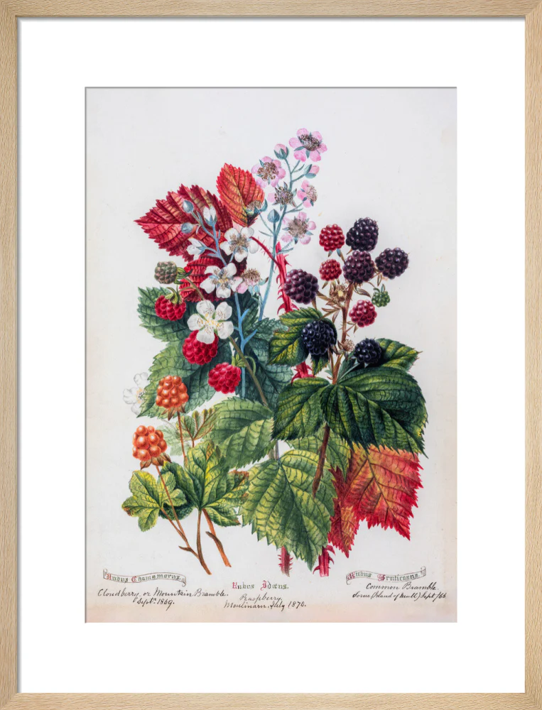 Mountain Bramble by Charlotte Cowan Pearson - Image 11
