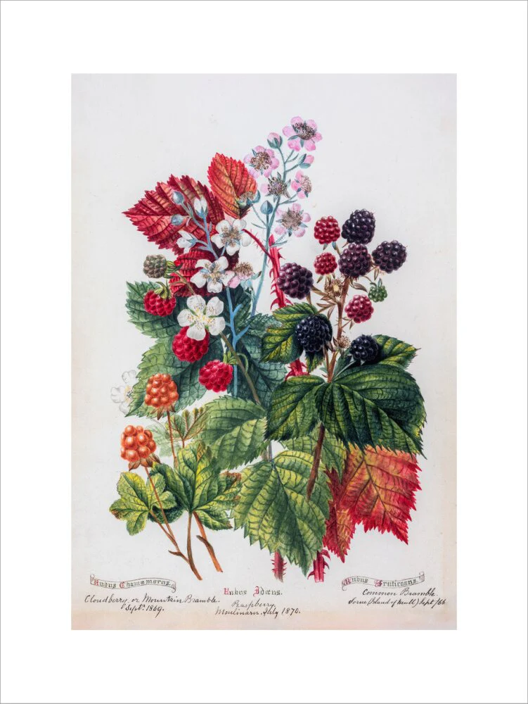 Mountain Bramble by Charlotte Cowan Pearson - Image 12