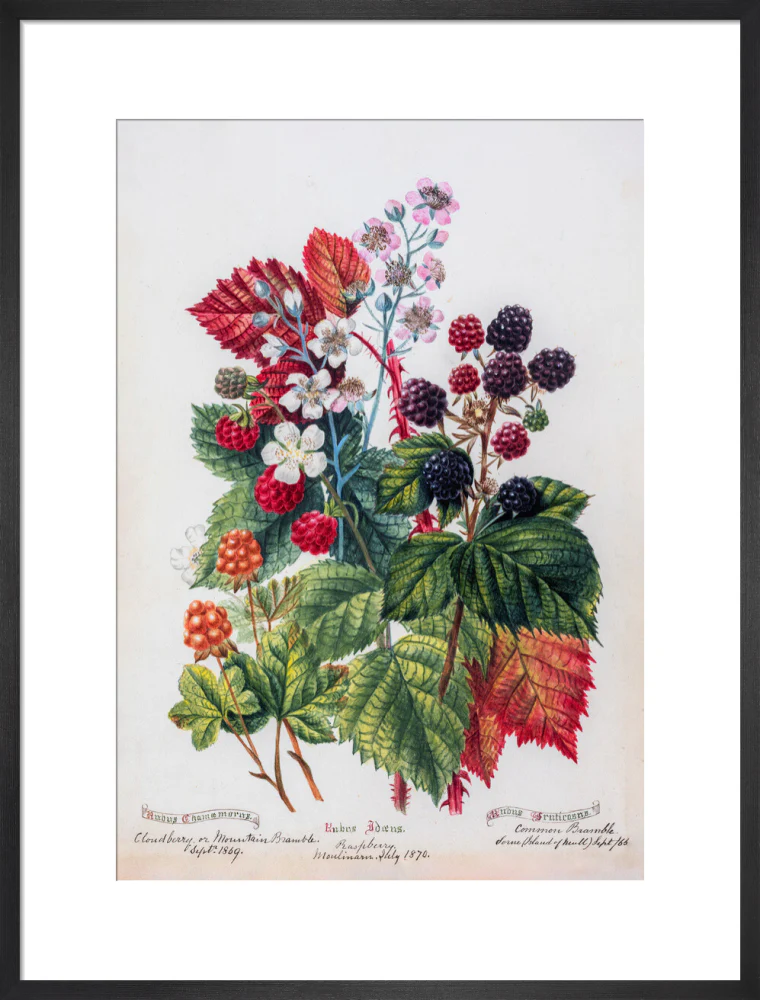 Mountain Bramble by Charlotte Cowan Pearson - Image 13