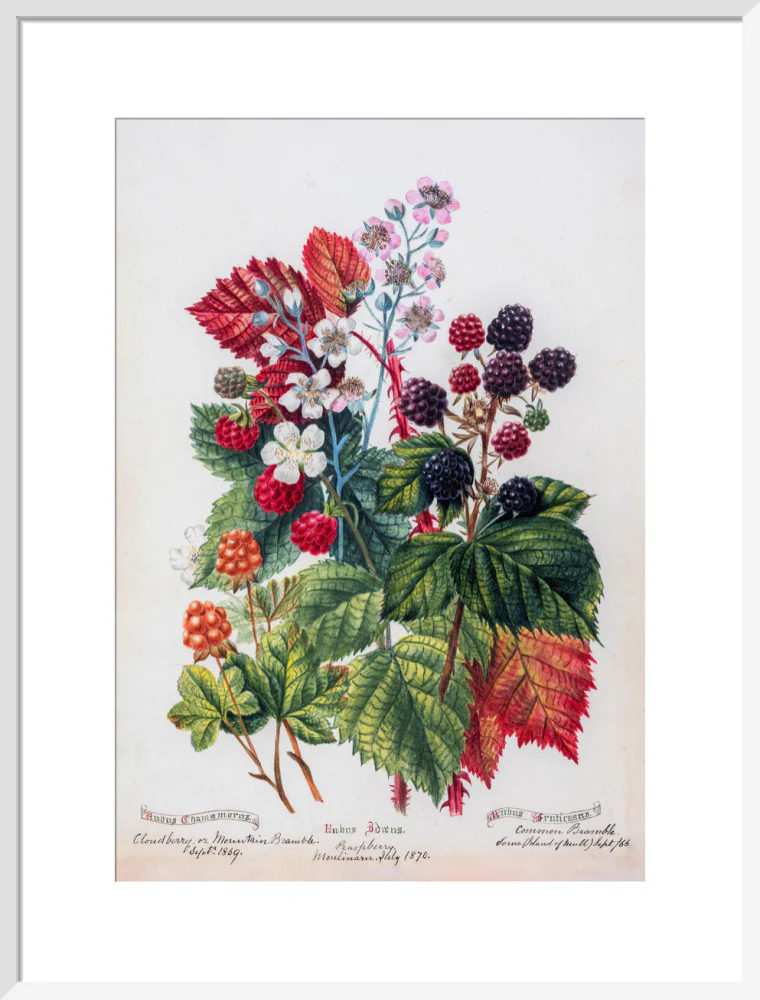 Mountain Bramble by Charlotte Cowan Pearson - Image 14