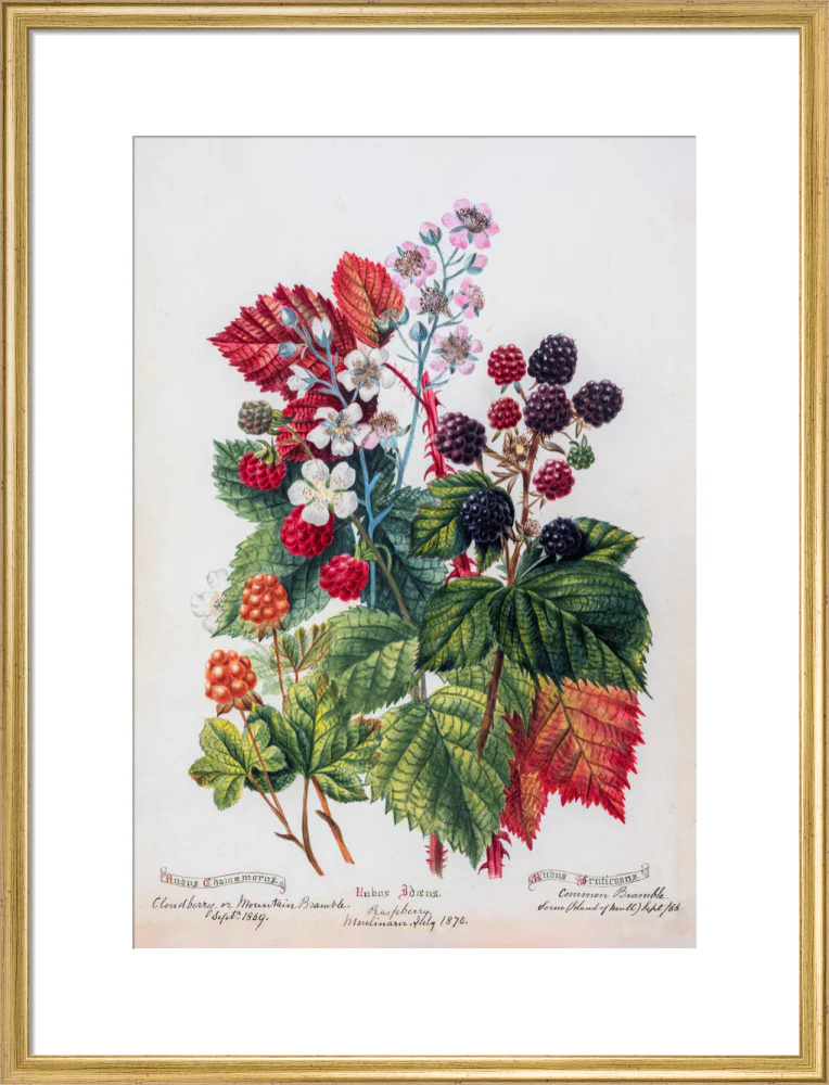 Mountain Bramble by Charlotte Cowan Pearson - Image 15