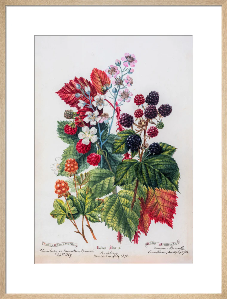 Mountain Bramble by Charlotte Cowan Pearson - Image 16