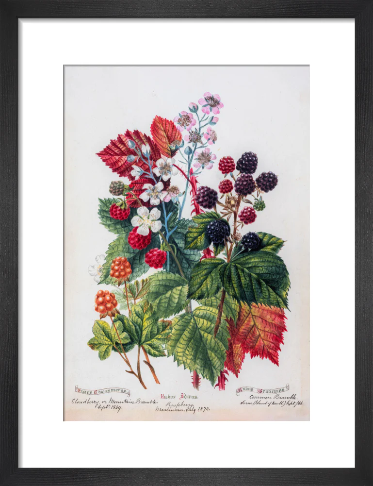Mountain Bramble by Charlotte Cowan Pearson - Image 3