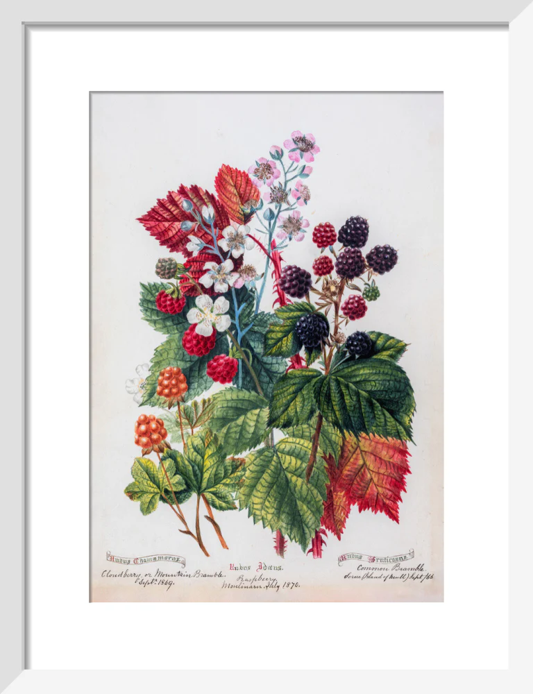 Mountain Bramble by Charlotte Cowan Pearson - Image 4