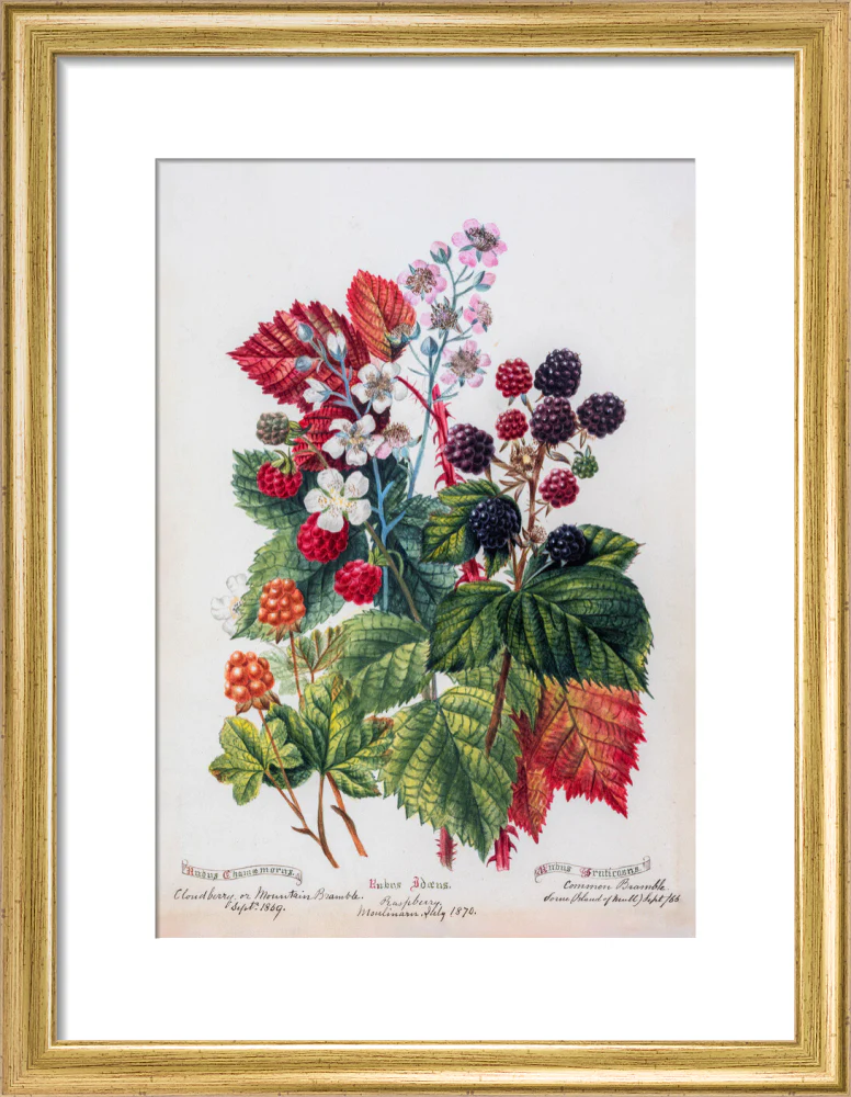 Mountain Bramble by Charlotte Cowan Pearson - Image 5