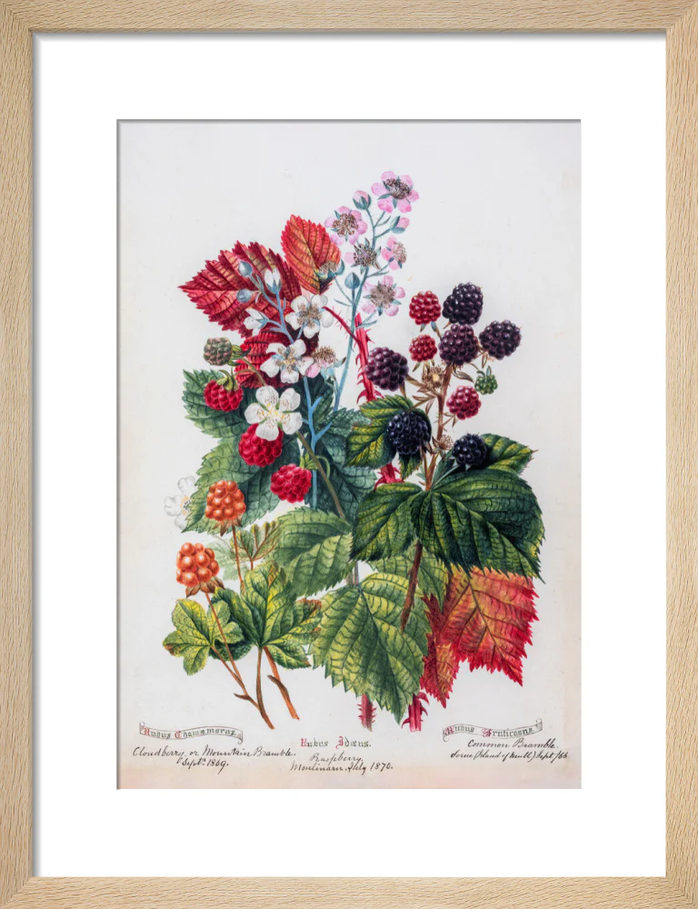 Mountain Bramble by Charlotte Cowan Pearson - Image 6