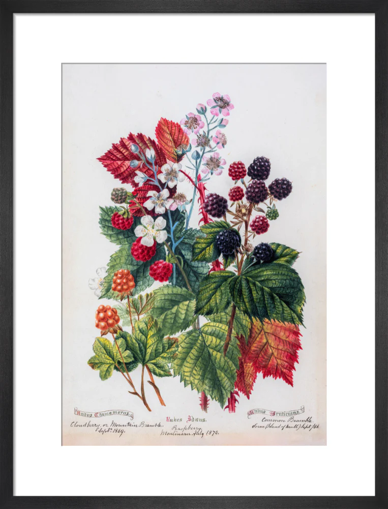 Mountain Bramble by Charlotte Cowan Pearson - Image 8