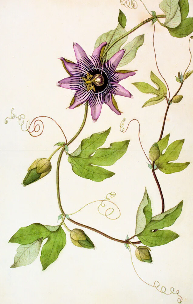 Passiflora Violacea - The Dapuri Collection