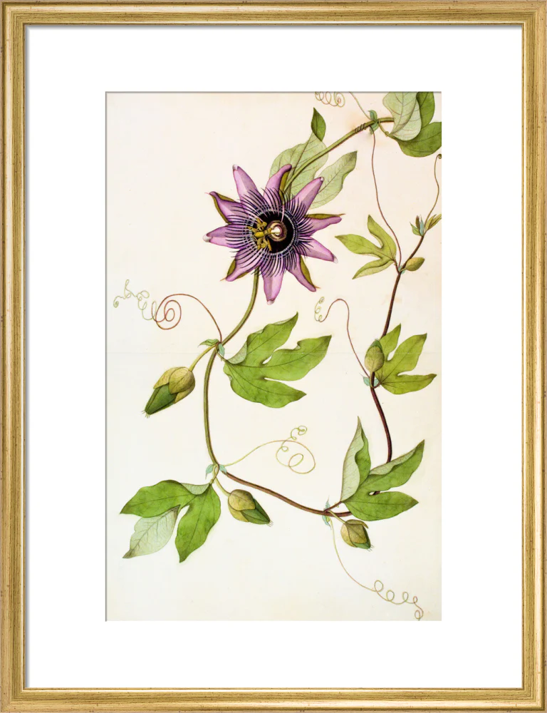 Passiflora Violacea - The Dapuri Collection - Image 10