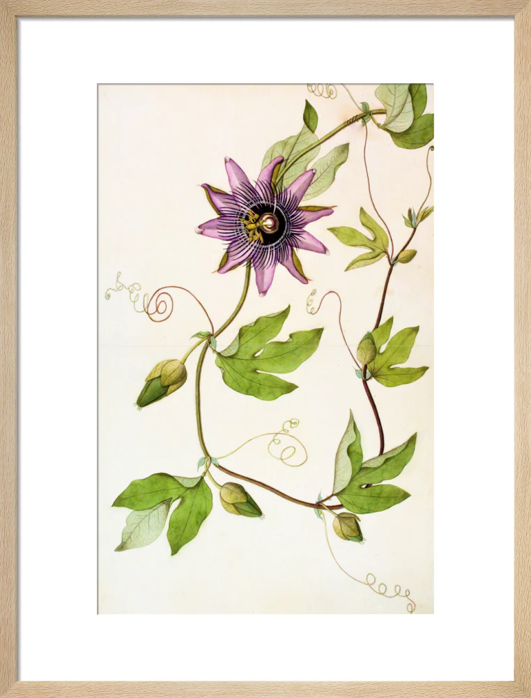 Passiflora Violacea - The Dapuri Collection - Image 11