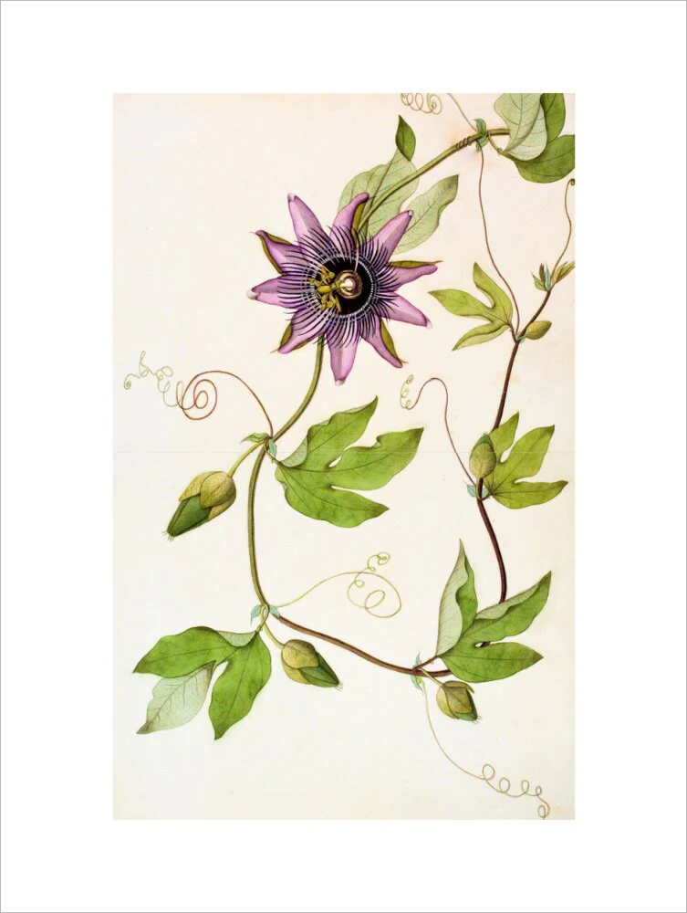 Passiflora Violacea - The Dapuri Collection - Image 12