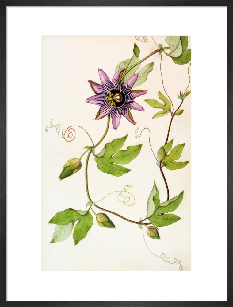 Passiflora Violacea - The Dapuri Collection - Image 13