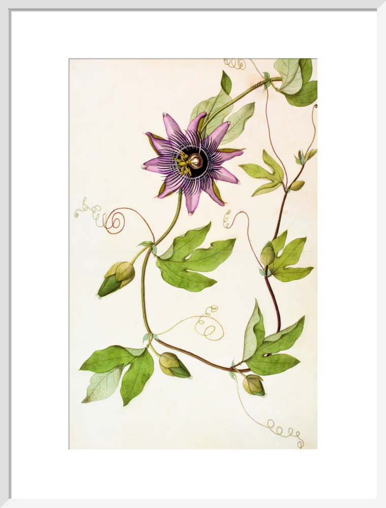 Passiflora Violacea - The Dapuri Collection - Image 14