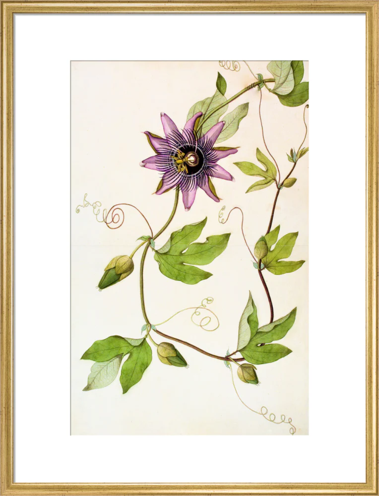 Passiflora Violacea - The Dapuri Collection - Image 15