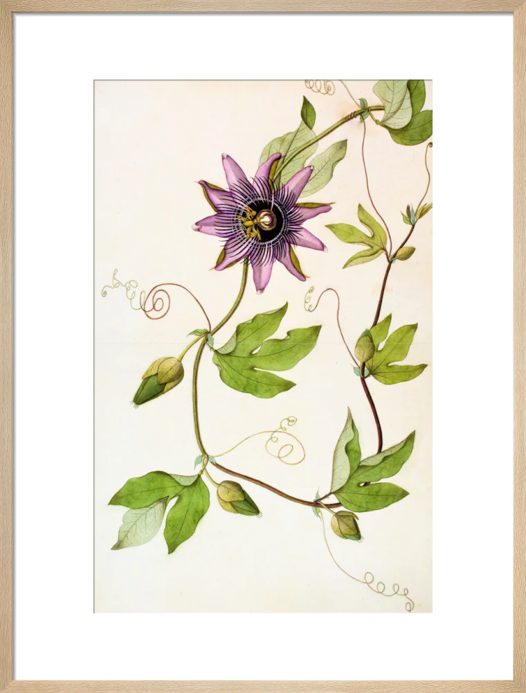 Passiflora Violacea - The Dapuri Collection - Image 16