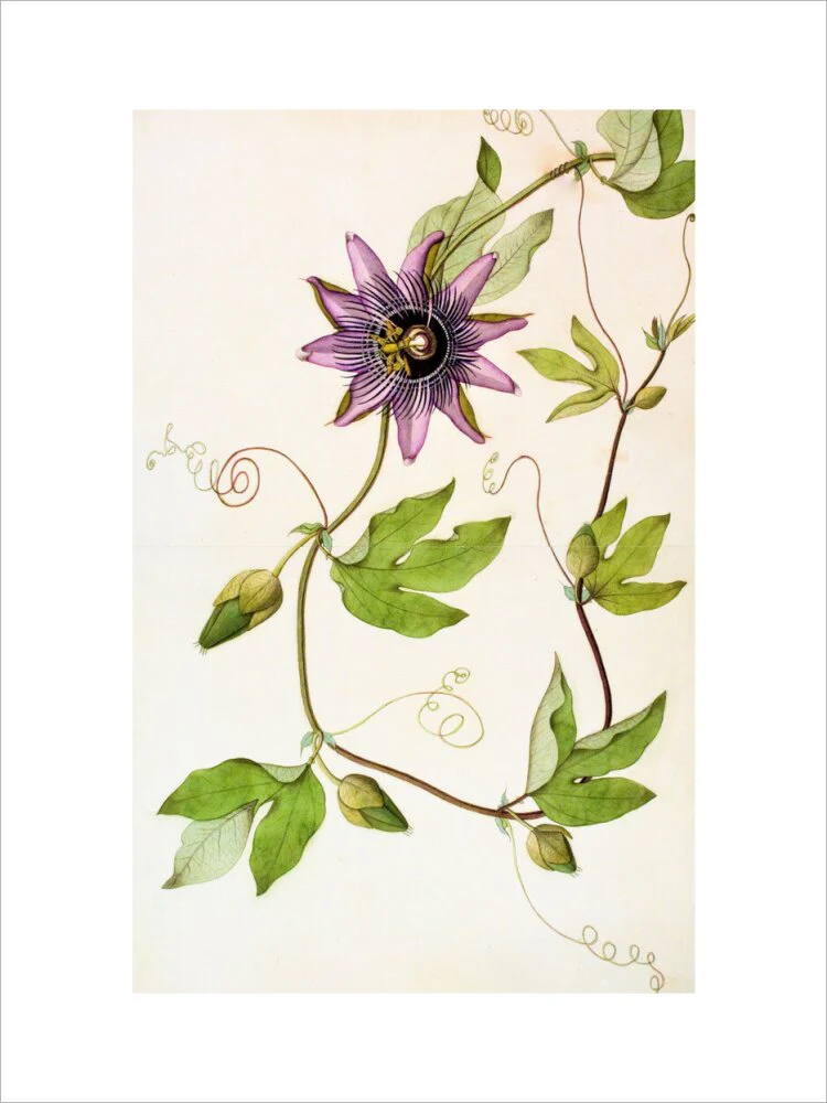 Passiflora Violacea - The Dapuri Collection - Image 2