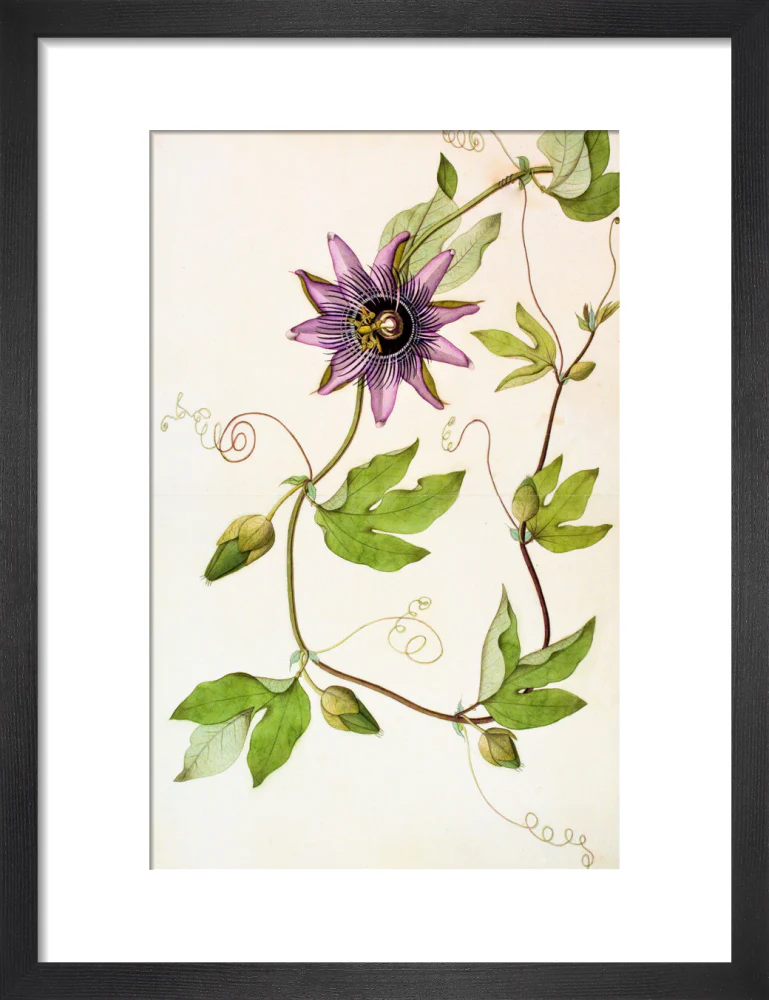 Passiflora Violacea - The Dapuri Collection - Image 3