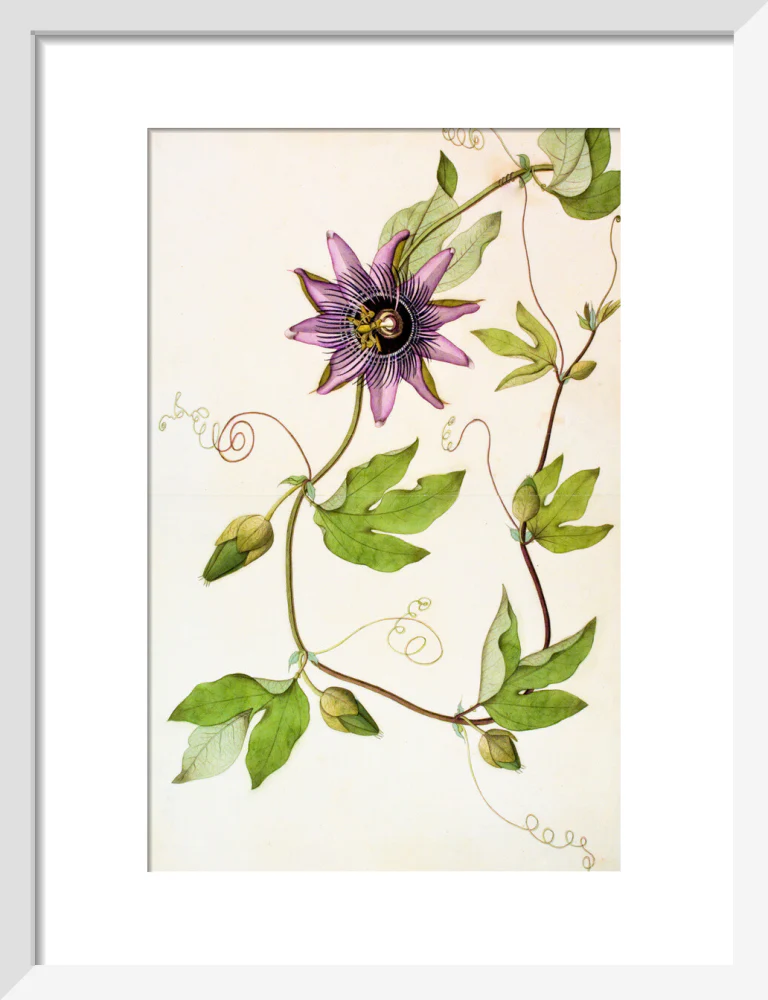 Passiflora Violacea - The Dapuri Collection - Image 4