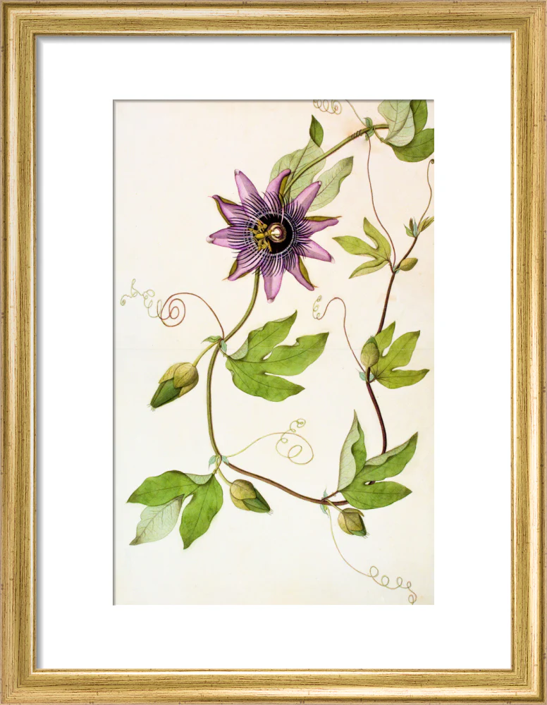 Passiflora Violacea - The Dapuri Collection - Image 5
