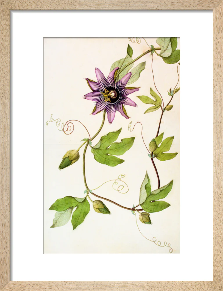 Passiflora Violacea - The Dapuri Collection - Image 6