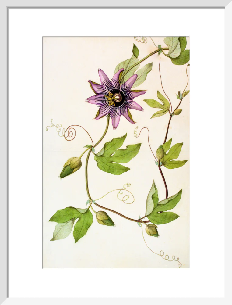 Passiflora Violacea - The Dapuri Collection - Image 9