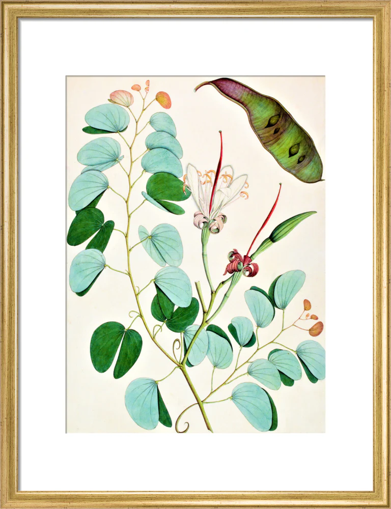 Bauhinia Semibifida - The Dapuri Collection - Image 10
