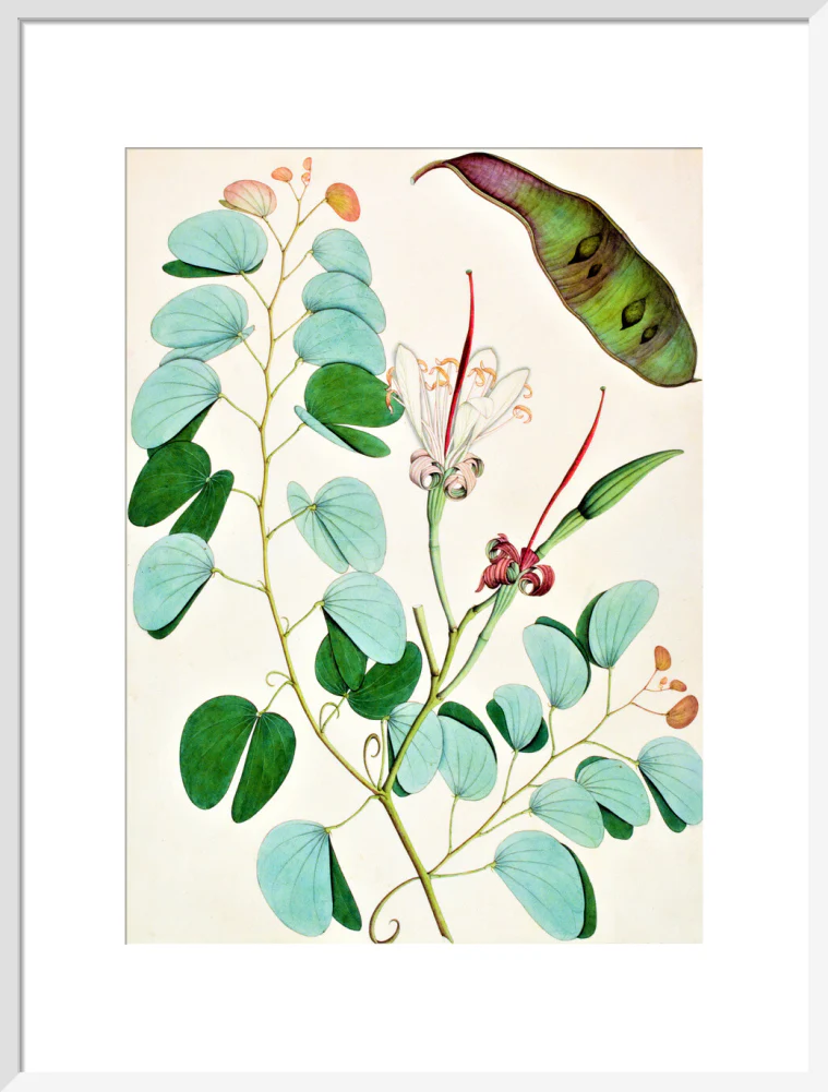 Bauhinia Semibifida - The Dapuri Collection - Image 14