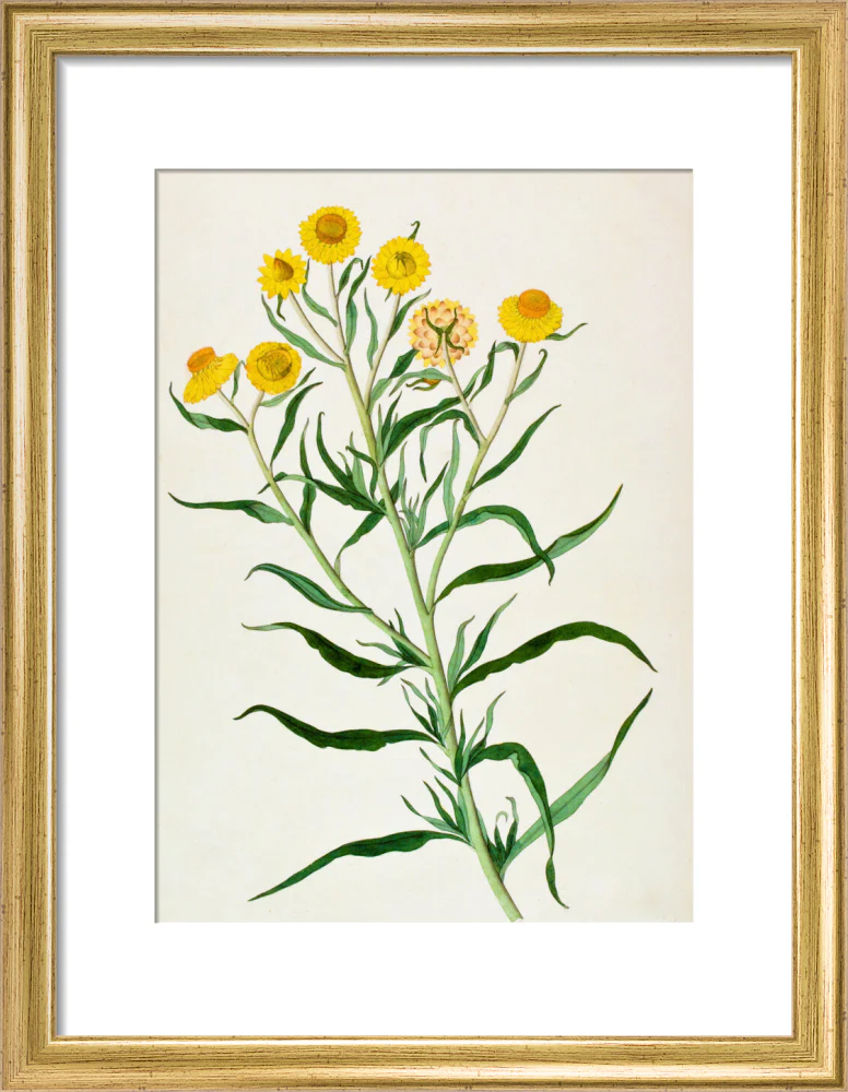 Bracteantha Bracteata - The Dapuri Collection - Image 5
