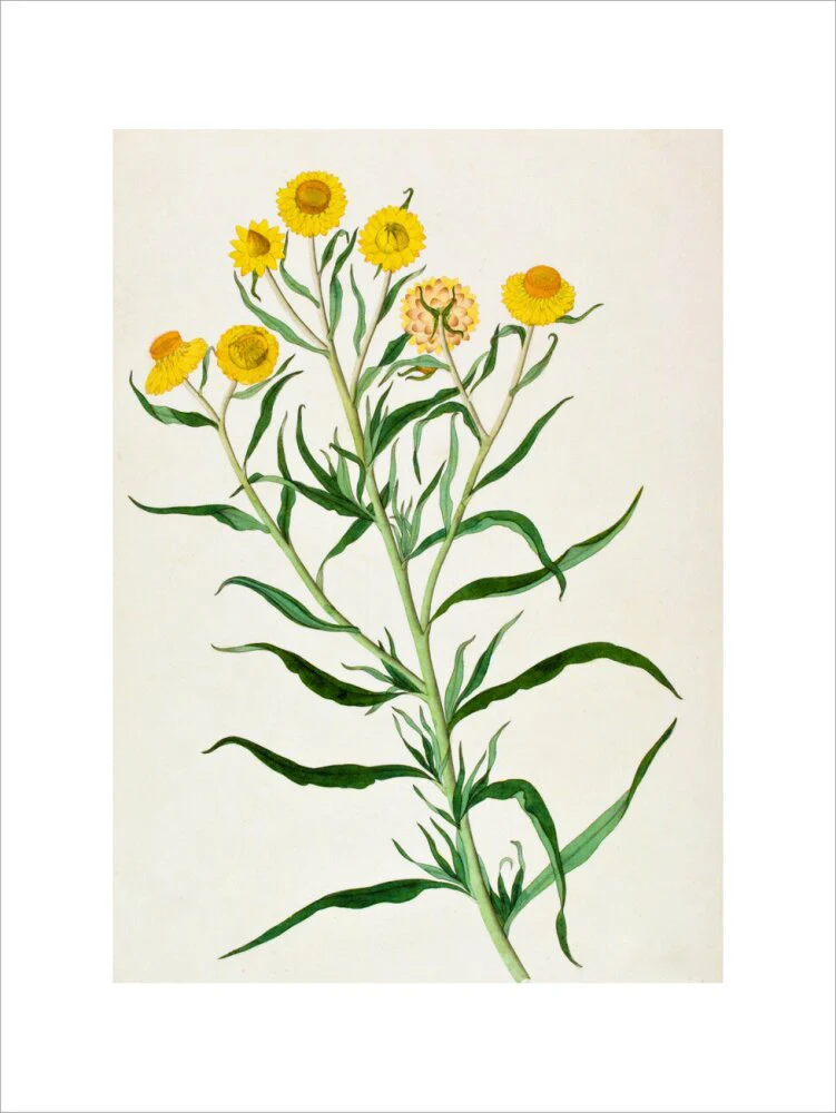 Bracteantha Bracteata - The Dapuri Collection - Image 7