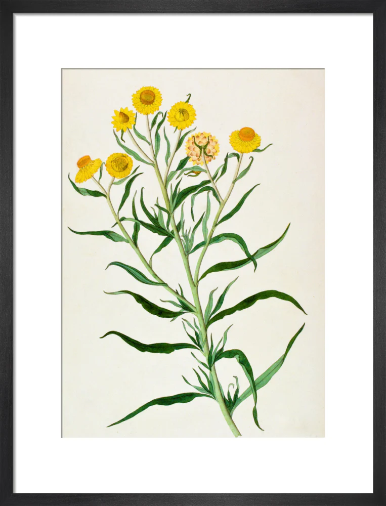 Bracteantha Bracteata - The Dapuri Collection - Image 8