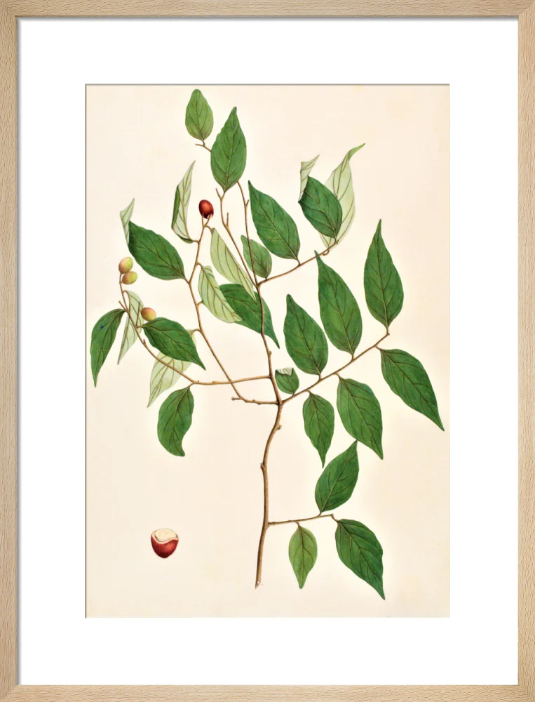 Cansjera Rheedii - The Dapuri Collection - Image 11
