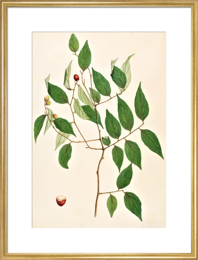Cansjera Rheedii - The Dapuri Collection - Image 15