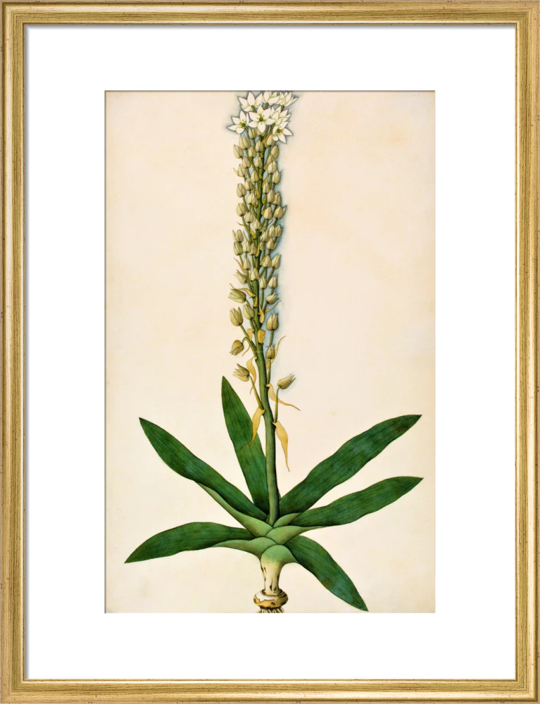 Chlorophytum Glaucum - The Dapuri Collection - Image 10