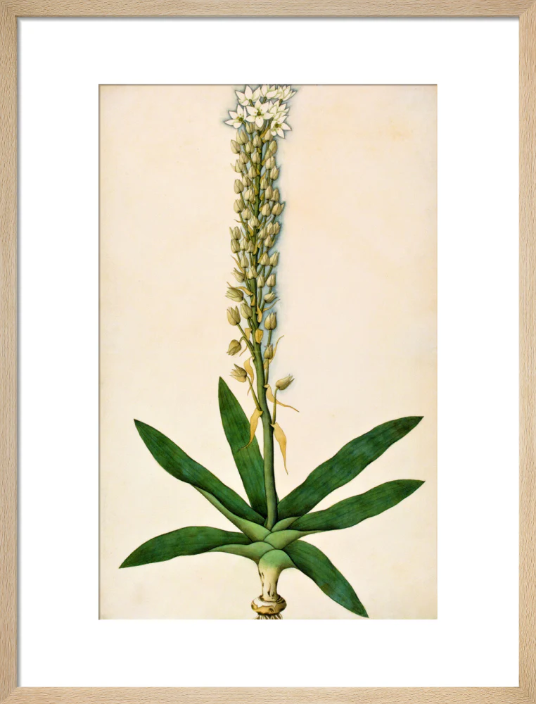 Chlorophytum Glaucum - The Dapuri Collection - Image 11
