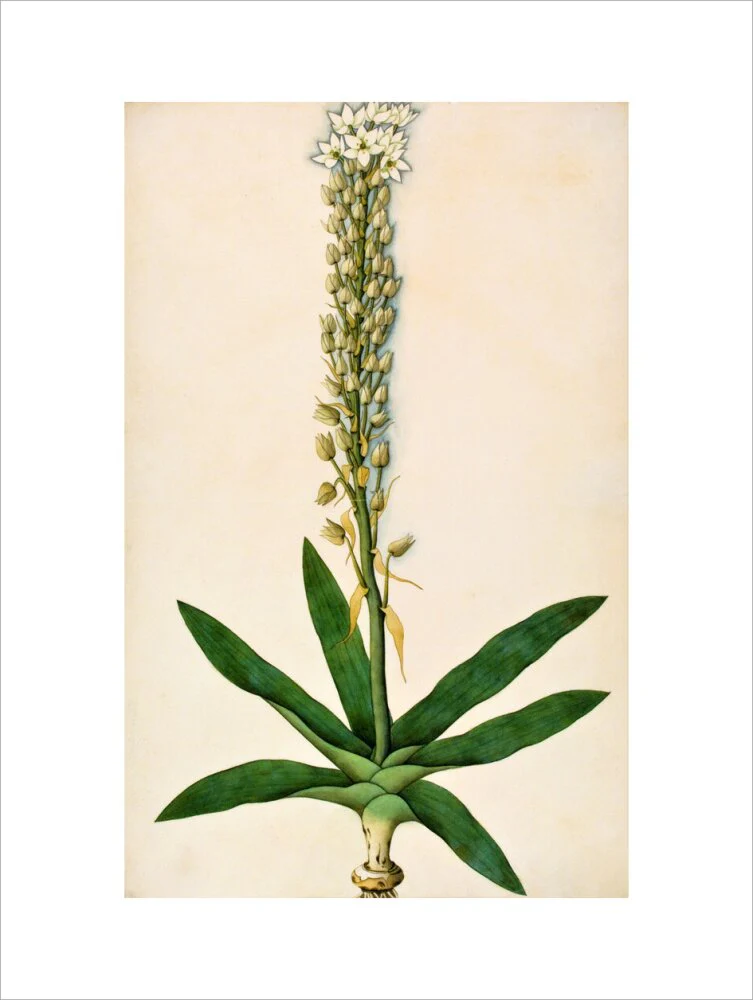 Chlorophytum Glaucum - The Dapuri Collection - Image 12