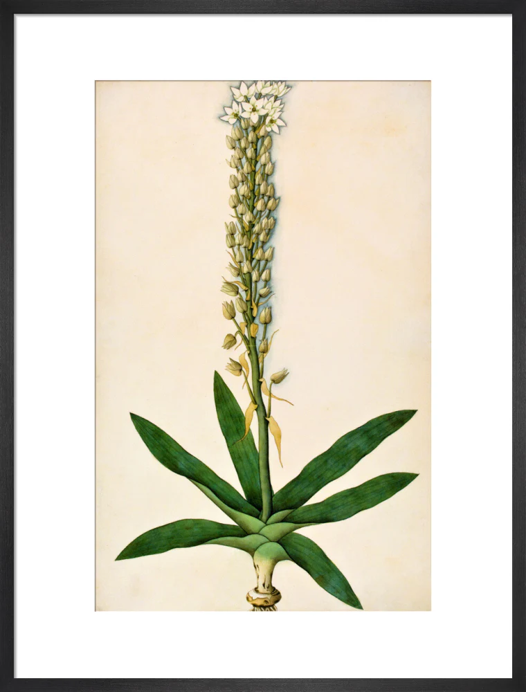 Chlorophytum Glaucum - The Dapuri Collection - Image 13