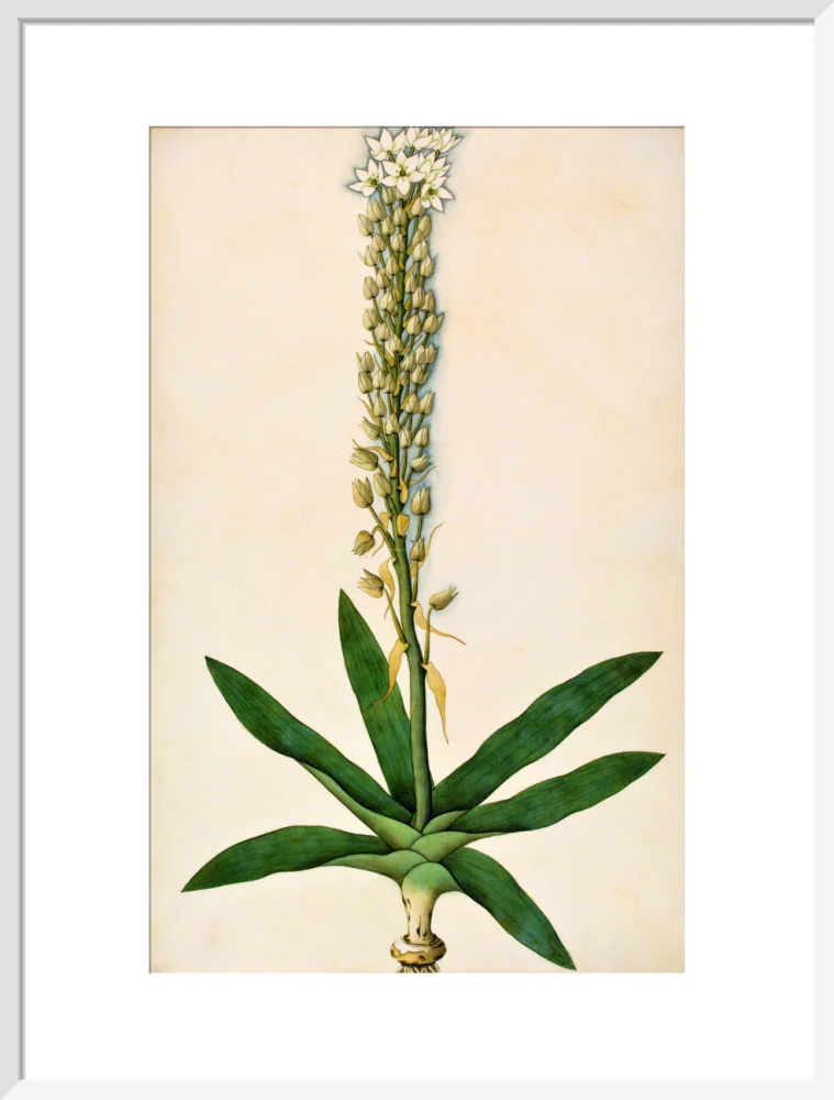 Chlorophytum Glaucum - The Dapuri Collection - Image 14