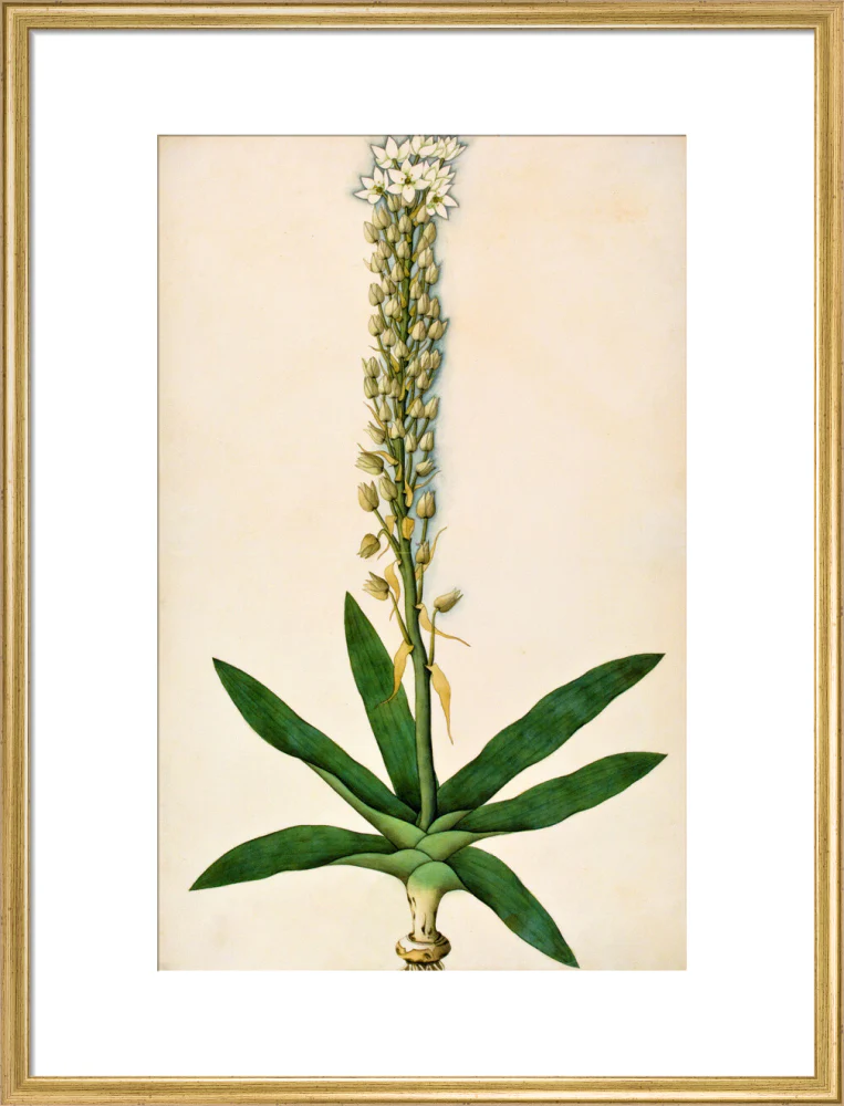 Chlorophytum Glaucum - The Dapuri Collection - Image 15