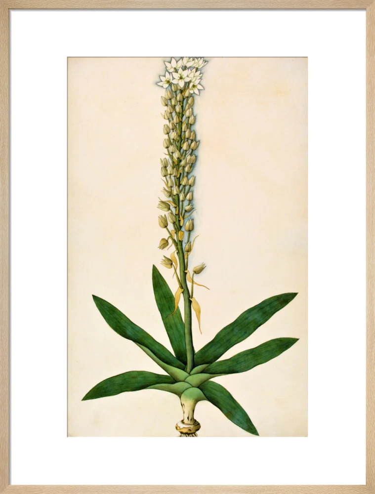 Chlorophytum Glaucum - The Dapuri Collection - Image 16