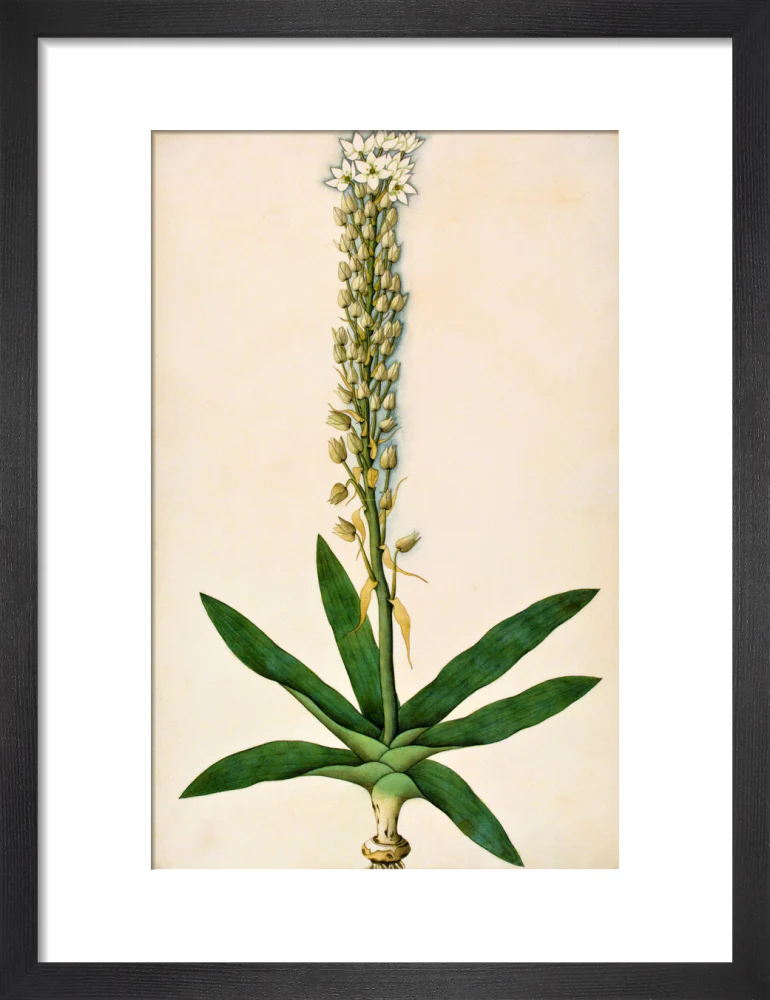 Chlorophytum Glaucum - The Dapuri Collection - Image 3
