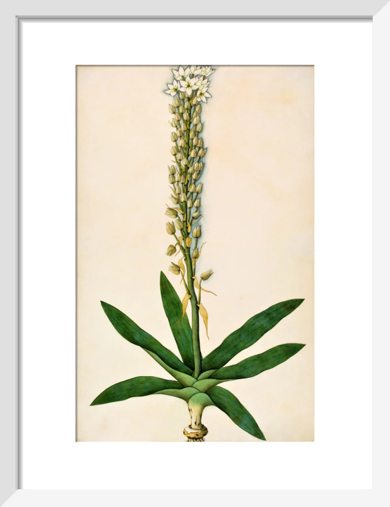 Chlorophytum Glaucum - The Dapuri Collection - Image 4