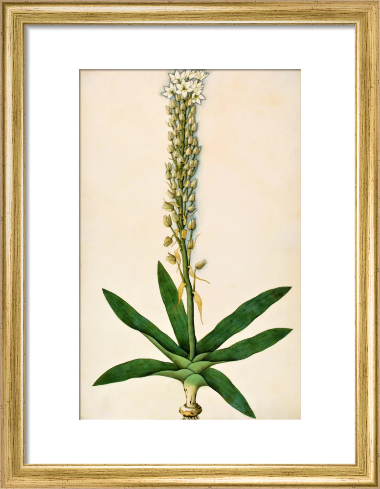Chlorophytum Glaucum - The Dapuri Collection - Image 5