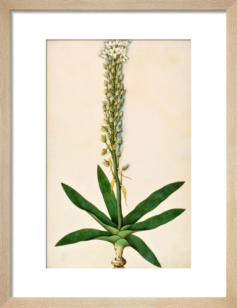 Chlorophytum Glaucum - The Dapuri Collection - Image 6