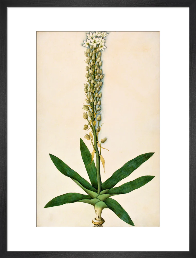 Chlorophytum Glaucum - The Dapuri Collection - Image 8