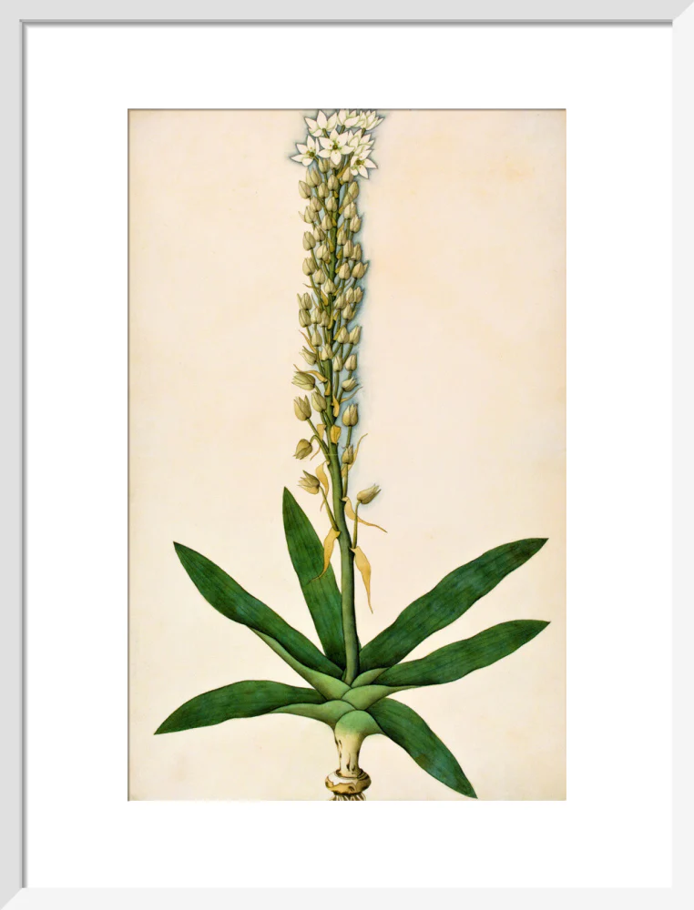 Chlorophytum Glaucum - The Dapuri Collection - Image 9