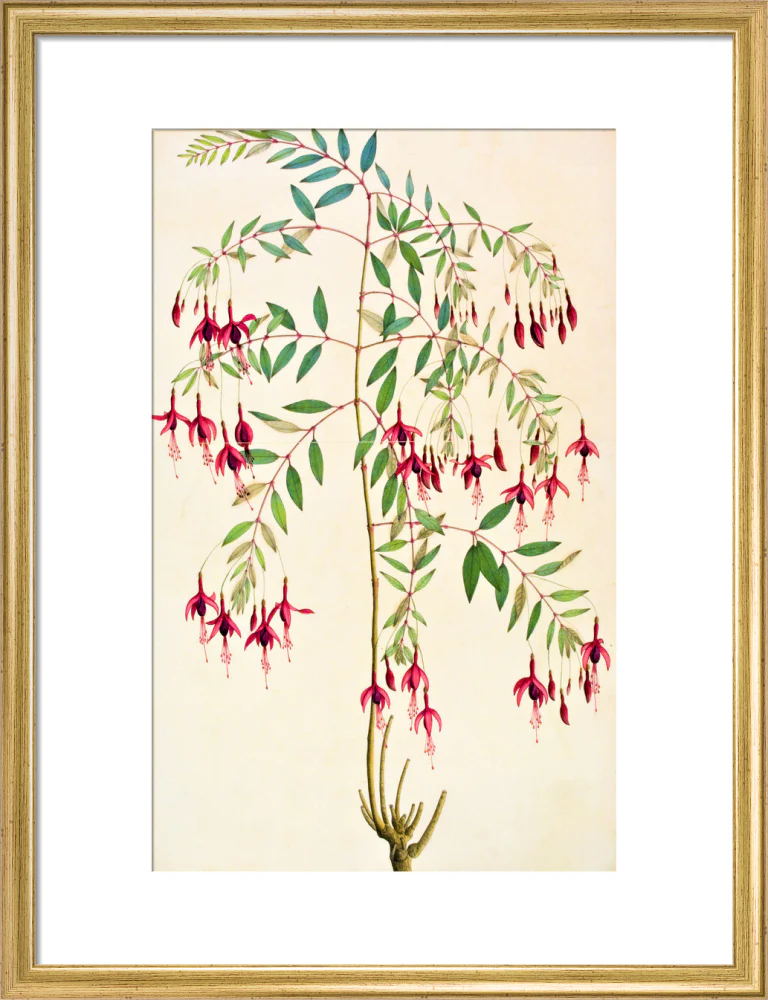 Fuschia Magellanica - The Dapuri Collection - Image 10