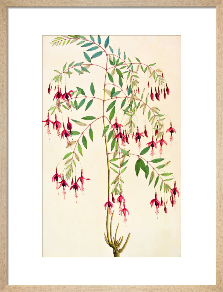 Fuschia Magellanica - The Dapuri Collection - Image 11