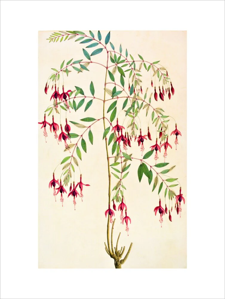 Fuschia Magellanica - The Dapuri Collection - Image 12