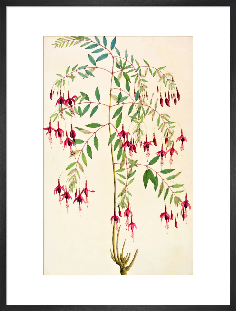 Fuschia Magellanica - The Dapuri Collection - Image 13
