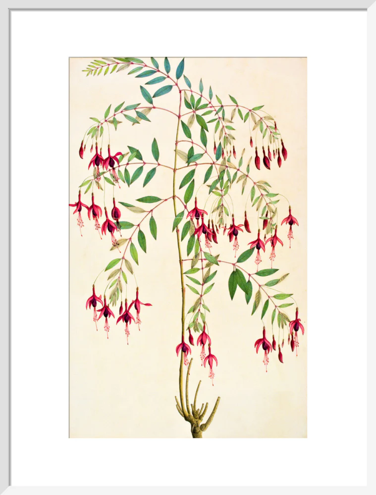 Fuschia Magellanica - The Dapuri Collection - Image 14